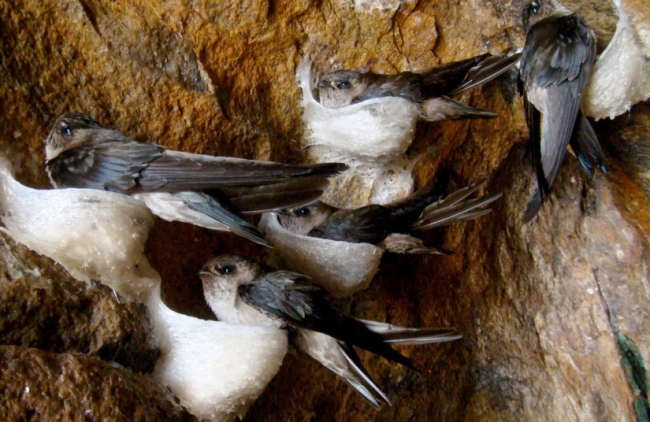 Khám phá những khu vực nuôi yến tiềm năng