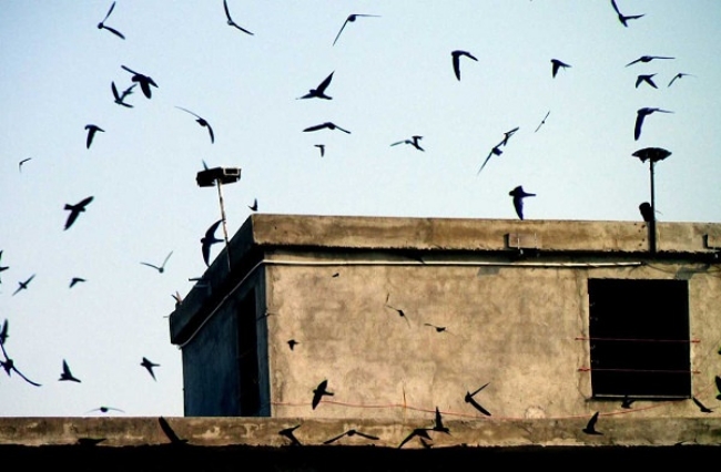 Khám phá những khu vực nuôi yến tiềm năng