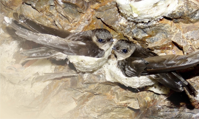 Tất tần tật về thủ tục xin giấy phép xây dựng nhà nuôi yến cho người mới bắt đầu