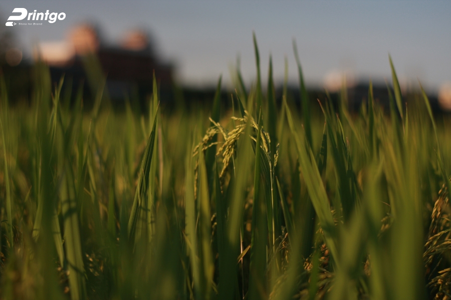 Vì sao cần một logo gạo đẹp và chuẩn thương hiệu? Vì sao cần một logo gạo đẹp và chuẩn thương hiệu?