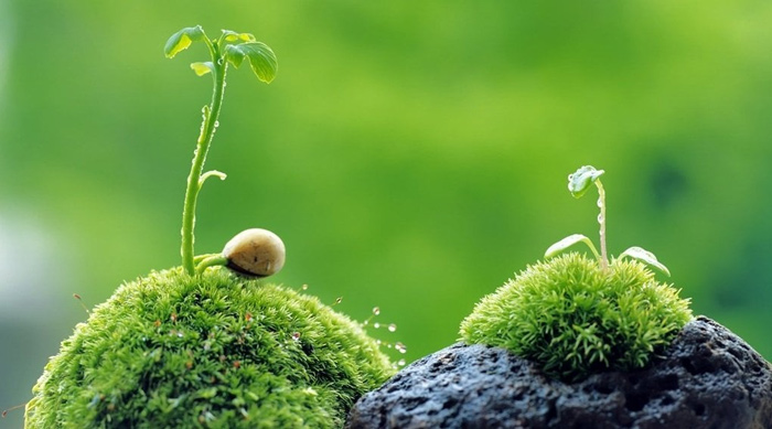 Ý nghĩa tích cực màu xanh lục