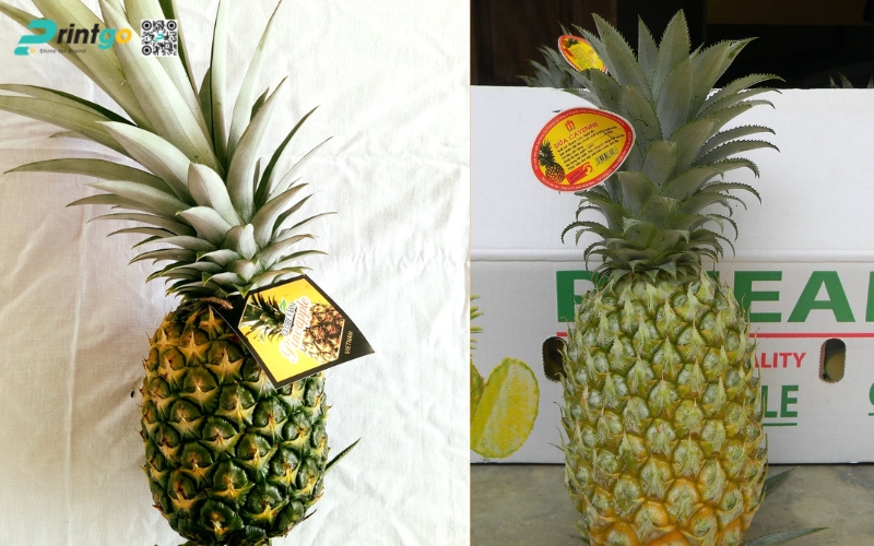 Mẫu in tem dứa xuất khẩu dán quả Mẫu in tem dứa xuất khẩu dán quả