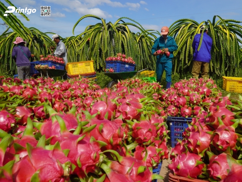 Danh mục nông sản Việt Nam được phép xuất khẩu chính ngạch sang Trung Quốc Danh mục nông sản Việt Nam được phép xuất khẩu chính ngạch sang Trung Quốc