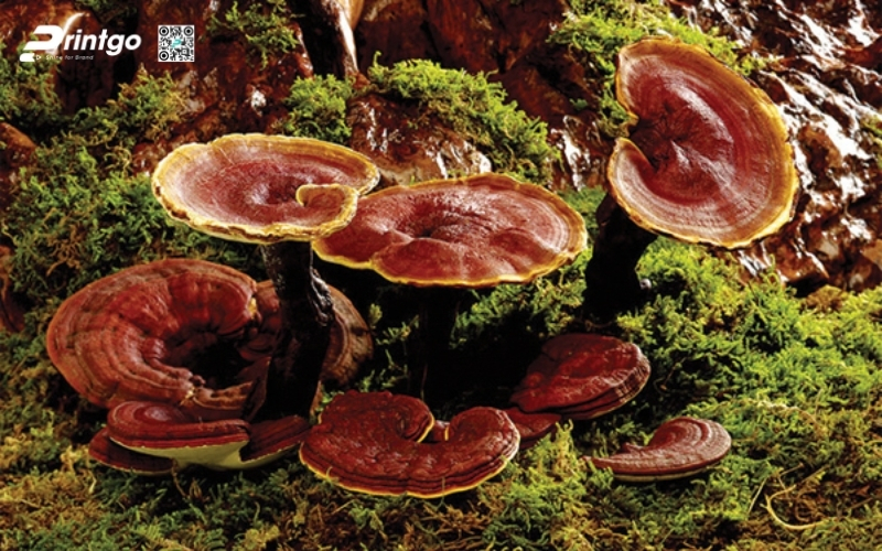 Lợi ích sức khỏe khi biếu hộp quà Tết nấm linh chi làm quà Lợi ích sức khỏe khi biếu hộp quà Tết nấm linh chi làm quà